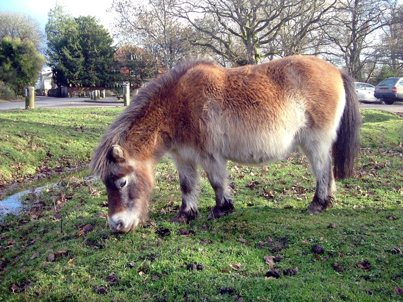 File:050103 2283 hants pony.jpg