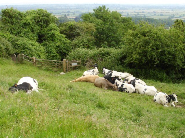 File:Afternoon nap - geograph.org.uk - 196691.jpg