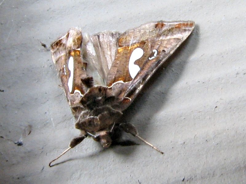 File:Autographa biloba.jpg