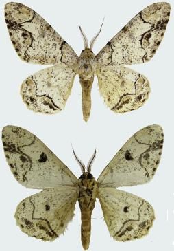 File:Biston pustulata male upperside and underside.JPG