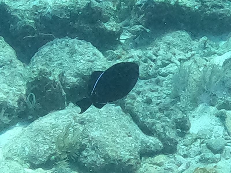 File:Black Durgon Molasses Reef 20230714.jpg