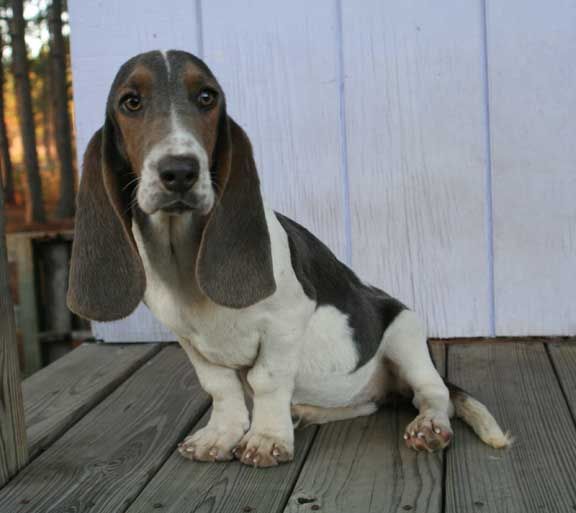 File:Bluebasset.jpeg