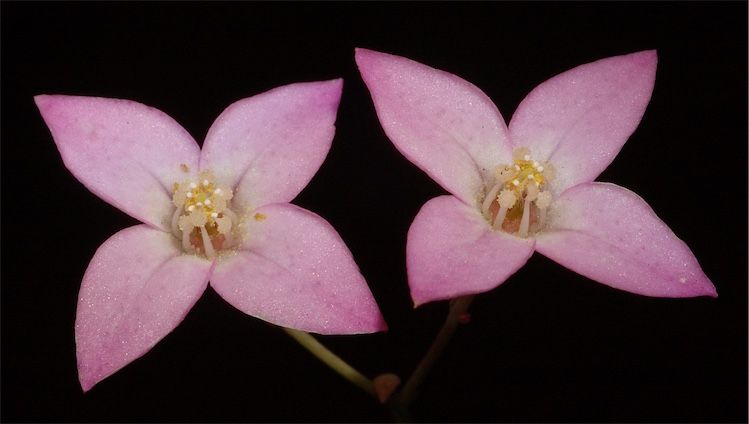 File:Boronia ovata.jpg