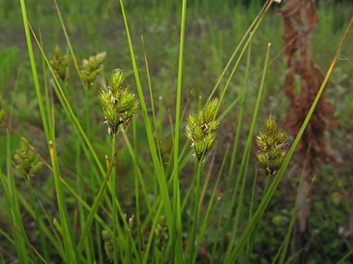 File:Carex crawfordii plant (1).jpg