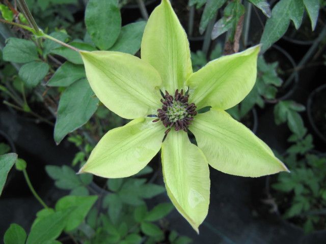 File:Clematis florida 'Evirida'.jpg