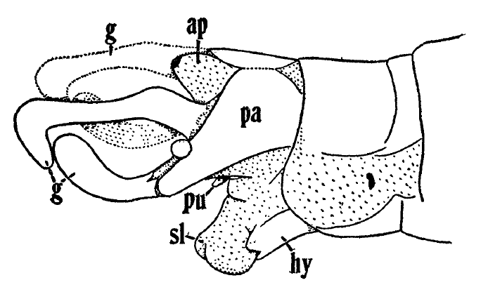 File:Corydalus cornutus genitalia.png