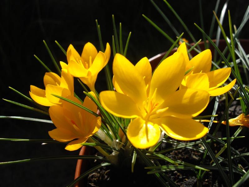 File:Crocus ancyrensis 4.JPG