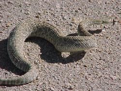 File:Crotalus scutulatus 03.jpg