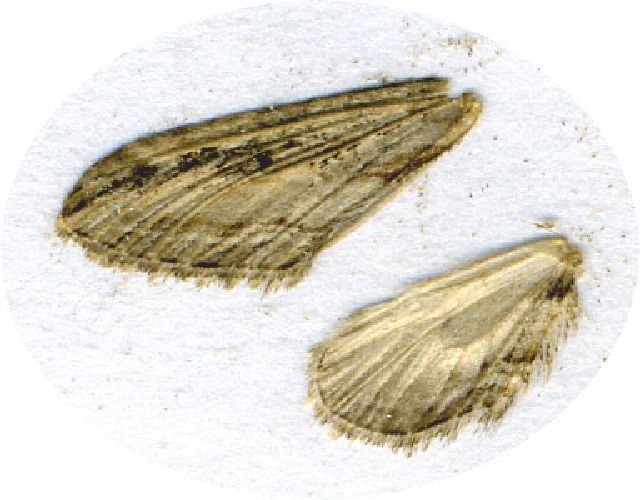 File:Eupithecia acutipennis wings.jpg