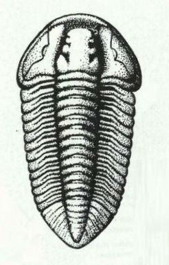 File:Flexicalymene caractaci.jpg