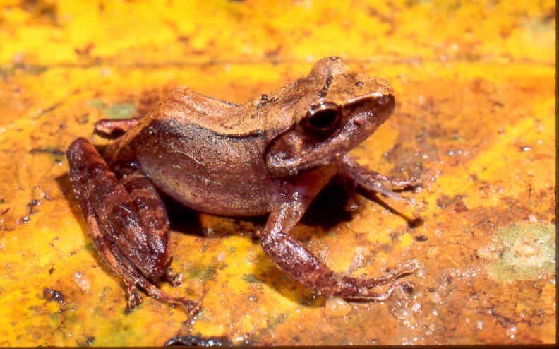 File:Gephyromantis leucomaculatus.jpg