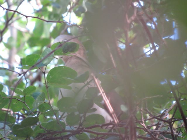 File:Grenada Dove (12594229124).jpg