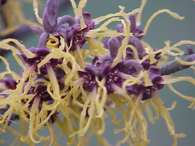 File:Hamamelis japonica0.jpg