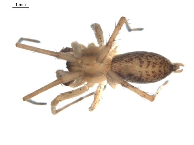 File:Hibana gracilis m.jpg