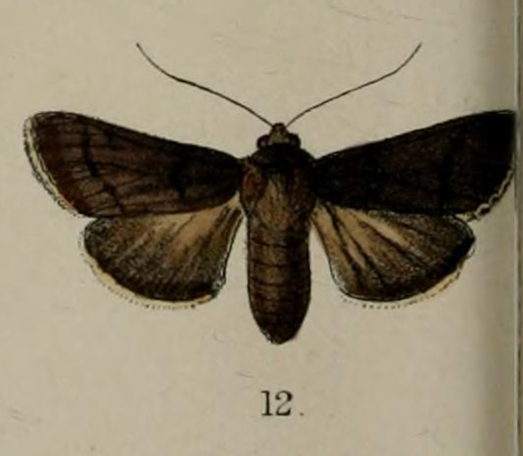 File:Illustartion of Bityla sericea Butler, 1877.png