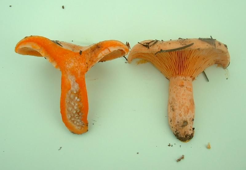 File:Lactarius salmonicolor1.jpg