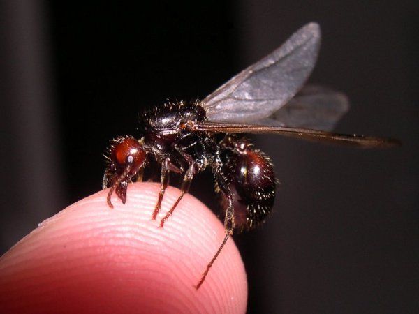 File:Messor barbarus princess.jpg