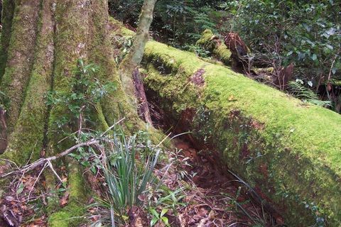 File:Nothofagus moorei log Bandabanda.JPG