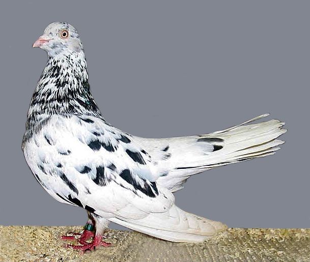 File:Oriental roller(grizzle).jpg