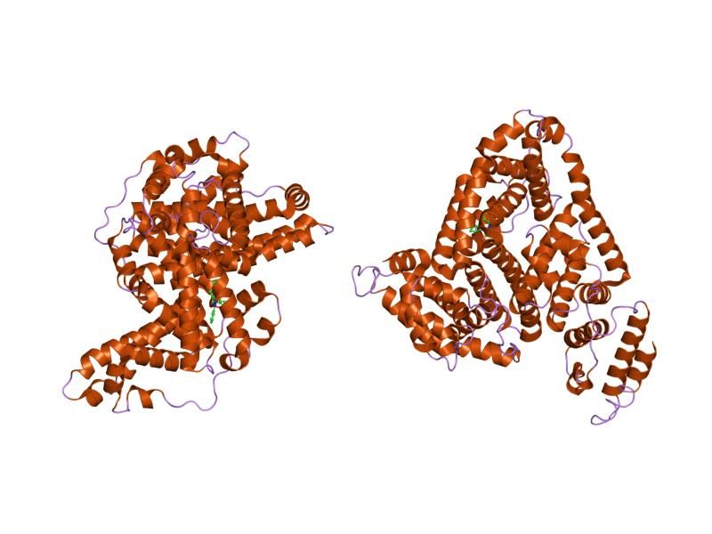 File:PDB 2bxc EBI.jpg