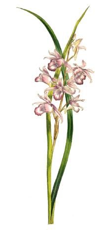 File:Phaius rosellus (1847).jpg