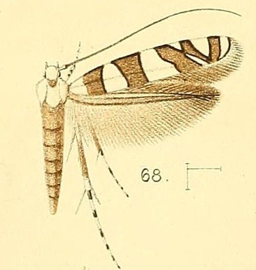 File:Pl.6-fig.68-Acrocercops bifasciata (Walsingham, 1891) (Gracilaria).jpg