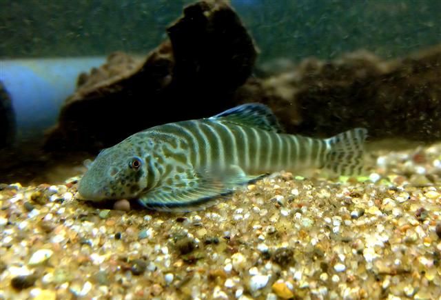 File:Pseudogastromyzon fasciatus.jpg