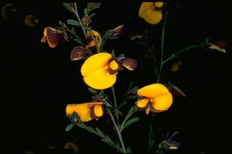 File:Pultenaea ochreata.jpg