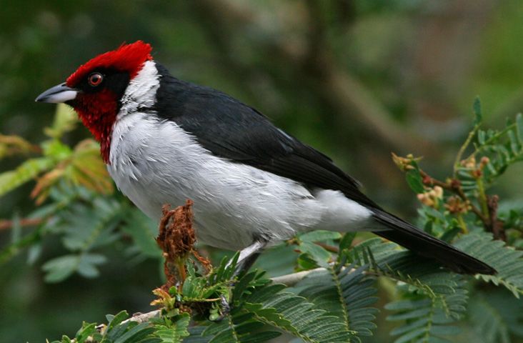 File:Red-capped Cardinal.jpg