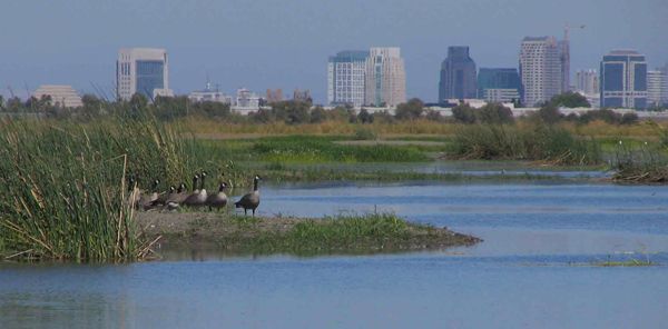 File:Smaller canada-geese-and-skyline.jpg