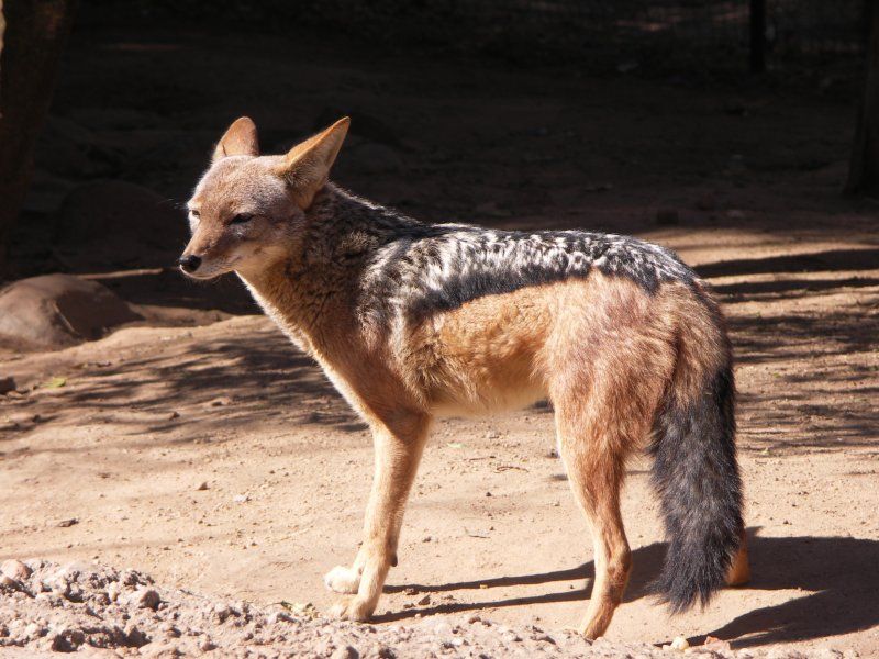 File:Southern Africa-Black backed jackal.jpg