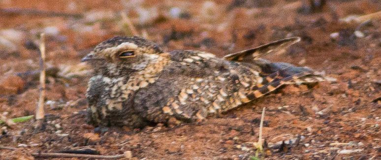 File:Standard-winged Nightjar (Caprimulgus longipennis) (8080030194) (cropped).jpg