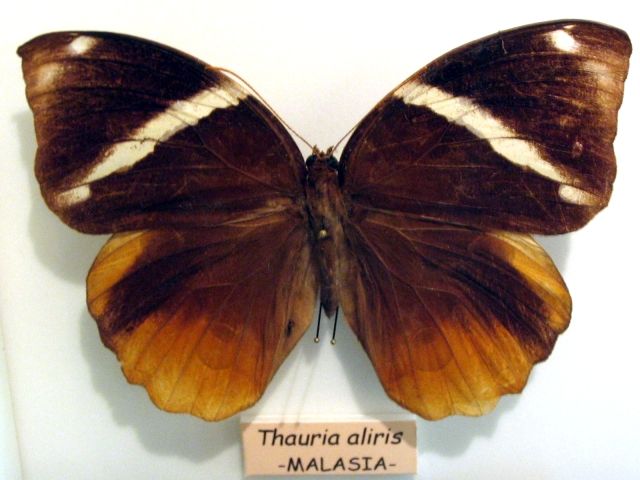 File:Thauria aliris.jpg