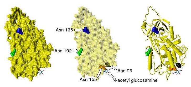 File:Antithrombin 1.jpeg