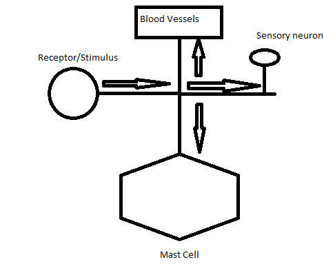 File:Axon Reflex Drawing.png