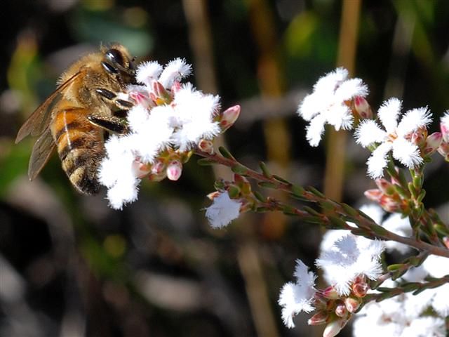 File:Bee on Leucopogon obtusatus.jpg