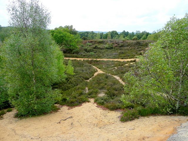 File:Broxhead Common - geograph.org.uk - 1411608.jpg