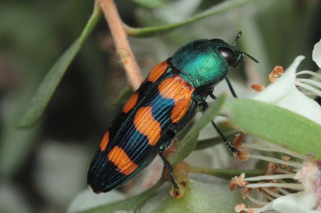 File:Castiarina vegeta-3 Lerderderg Gorge Dec15.jpg