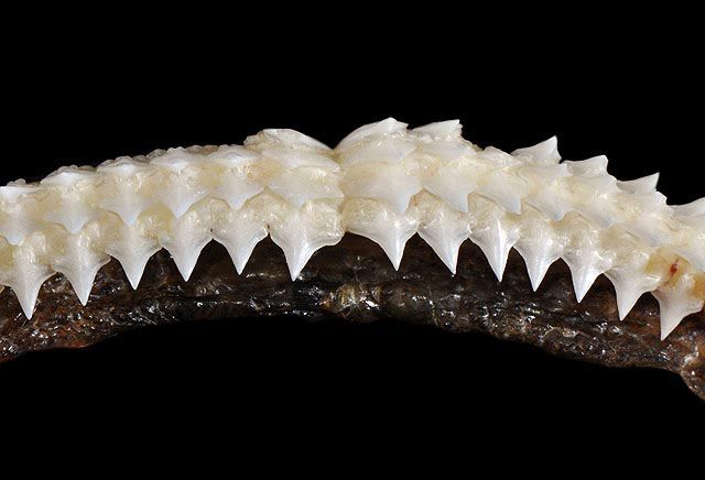 File:Centrophorus granulosus upper teeth.jpg