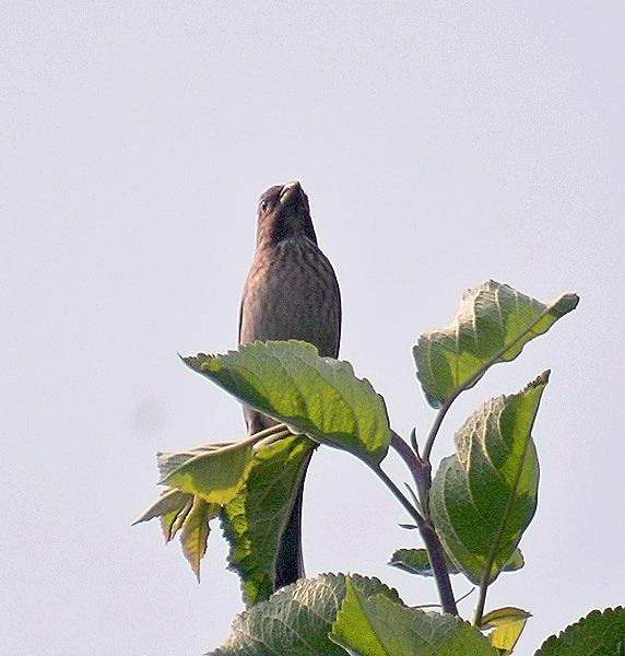 File:Common Rosefinch I IMG 3959.jpg