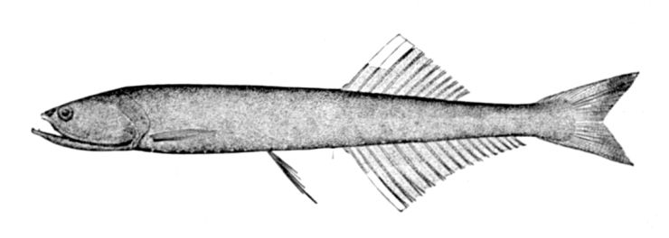 File:Cyclothone microdon.jpg