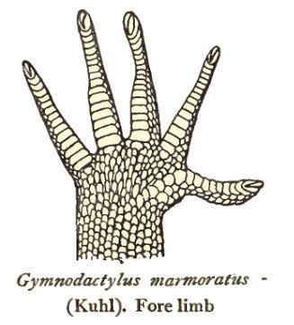 File:CyrtodactylusMarmoratusForelimb.jpg