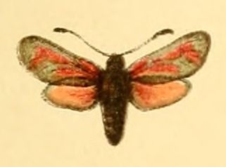 File:Diegrossschmette02seit 0015 Zygaena zuleima.jpg