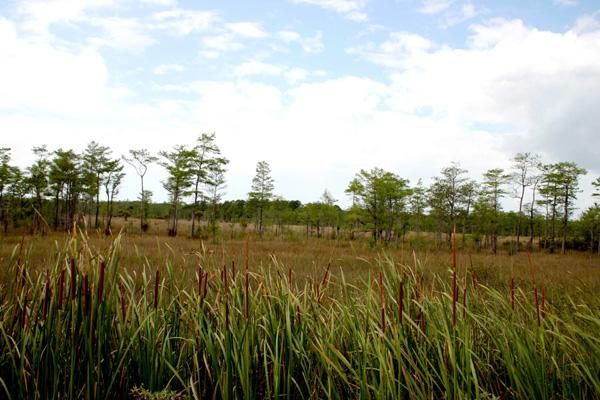 File:FakahatcheeStrandPreserveStatePark.jpg