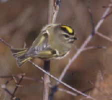 File:GoldenCrownedKinglet23.jpg