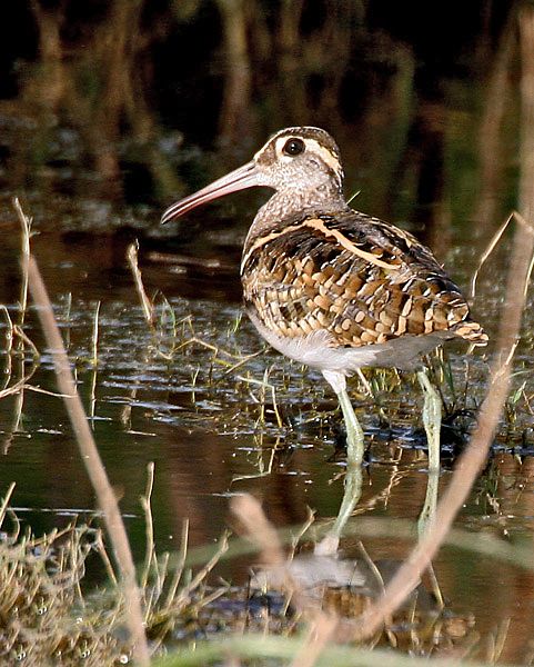 File:Greater Painted-snipe (Male) I2 IMG 9477.jpg