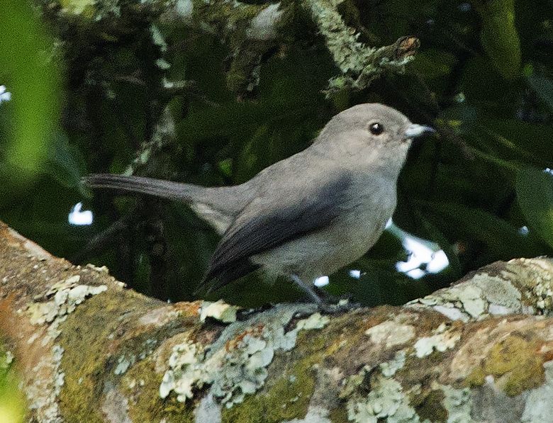 File:Grey-throated Tit-Flycatcher (cropped).jpg