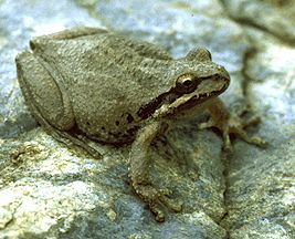 File:Hyla regilla.jpg