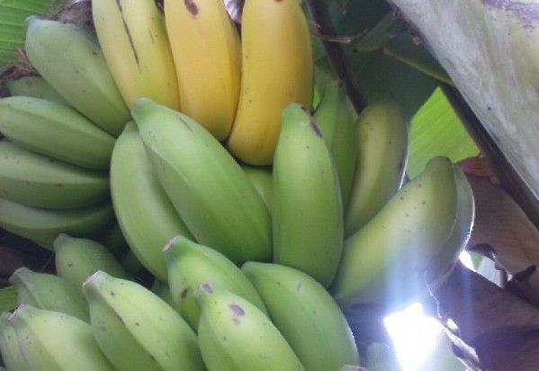 File:K.Pudur Village Banana tree showing fruits 2.jpg