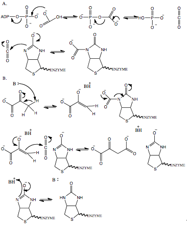 File:Mechanism of Pyruvate Carboxylase, 5-15-2010, sswilson7.png